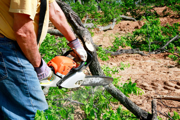 Tree Branch Trimming in Lightstreet, PA